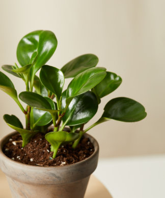 Buy Bloomscape Potted Pet-Peromia Collection