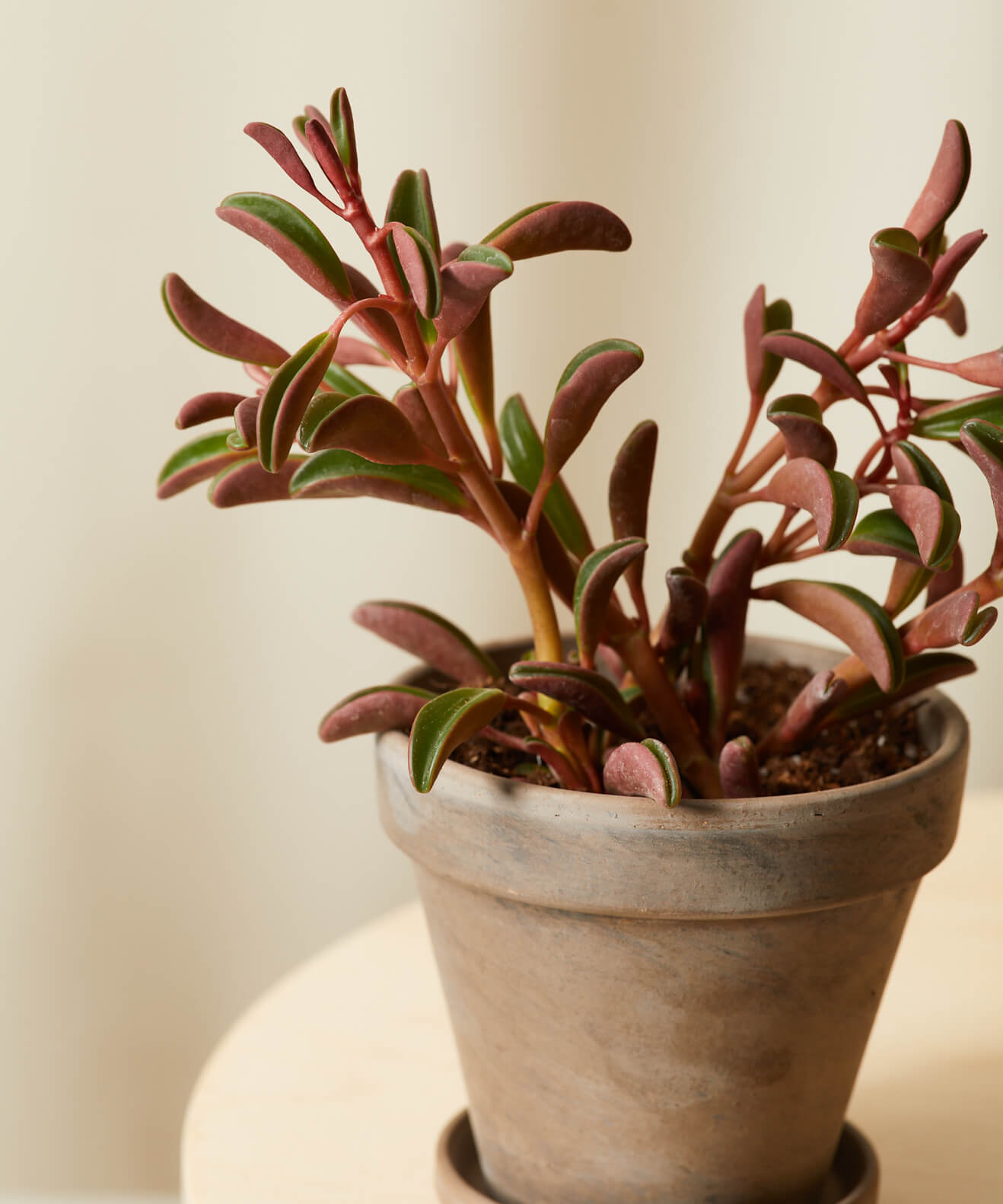 Buy Bloomscape Potted Pet-Peromia Collection