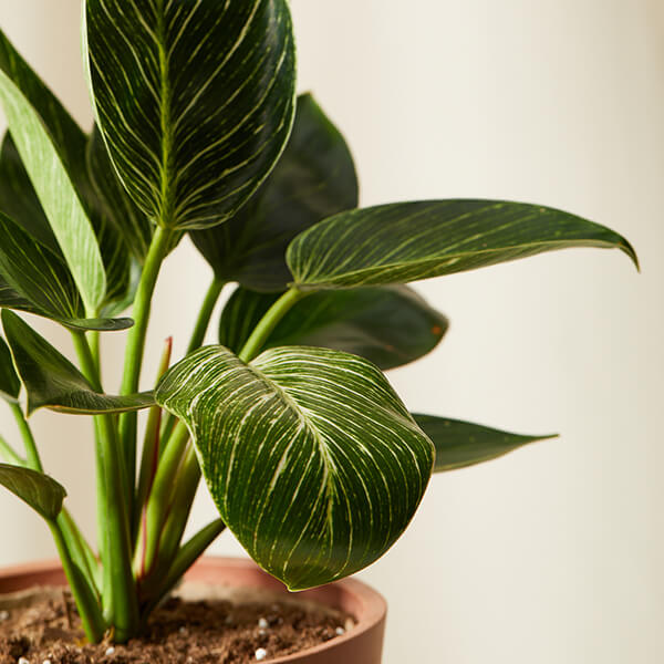 How to Take Care of Philodendron? 