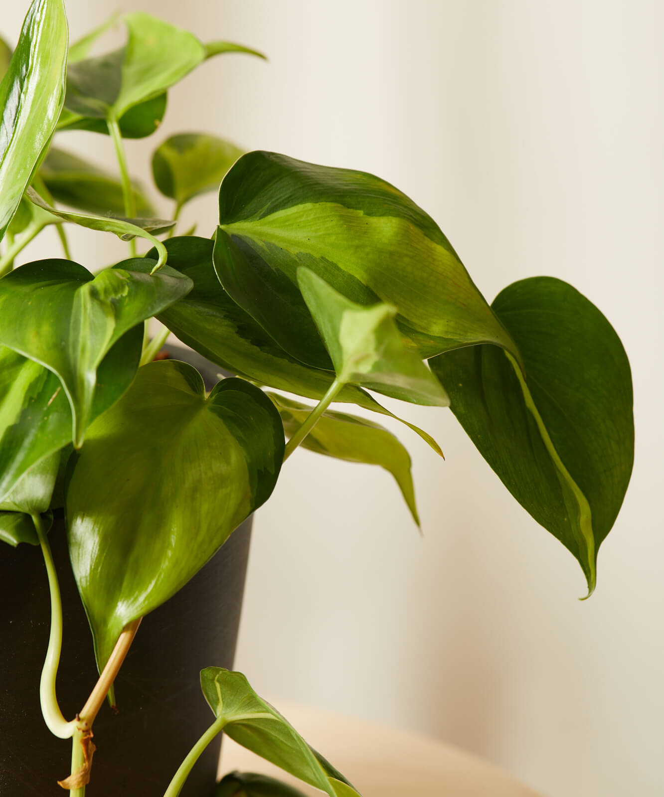Philodendron 101: How to Care for Philodendrons Bloomscape