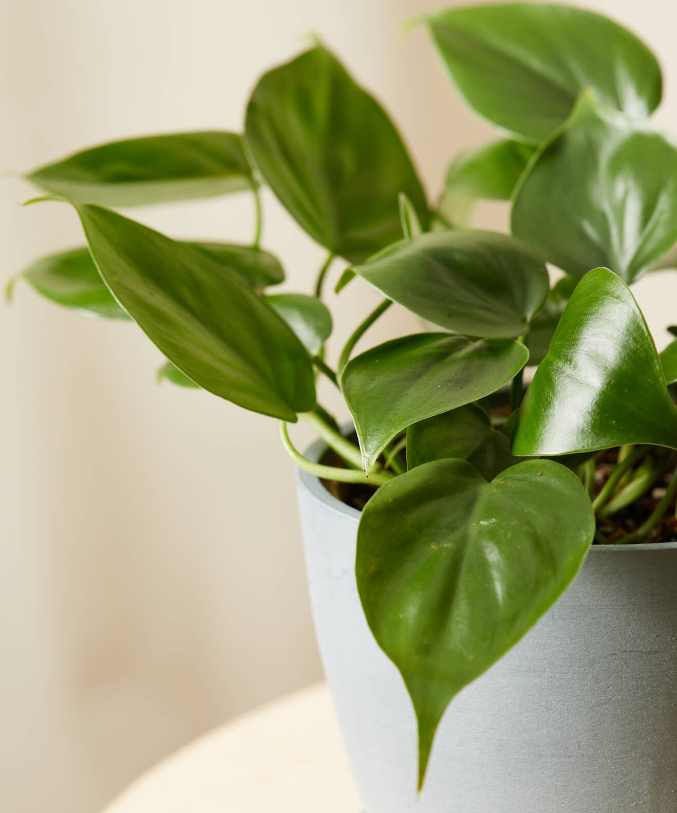 Buy Philodendron Indoor Houseplant | Bloomscape