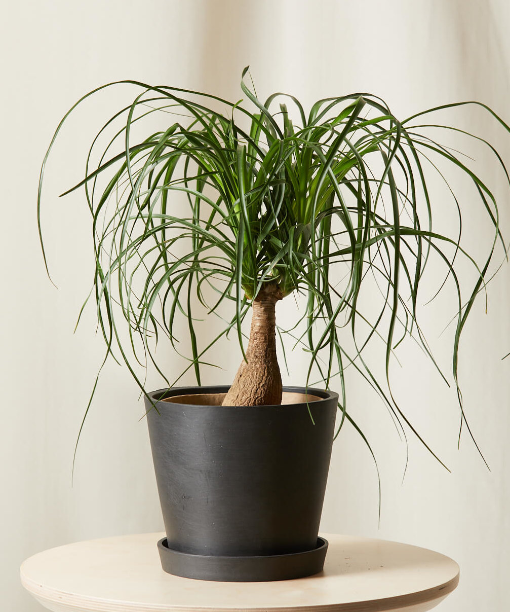 Ponytail Palm