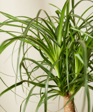 Buy Potted Ponytail Palm Indoor Plant - Bloomscape