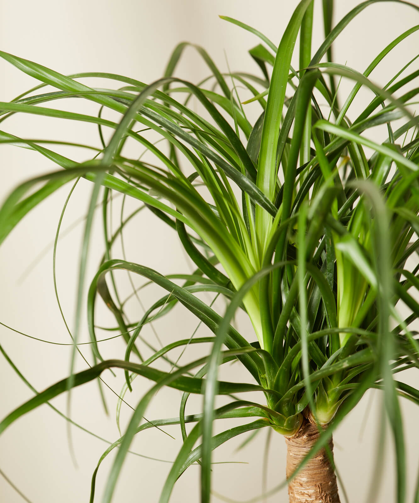 Buy Bloomscape Potted Ponytail Palm