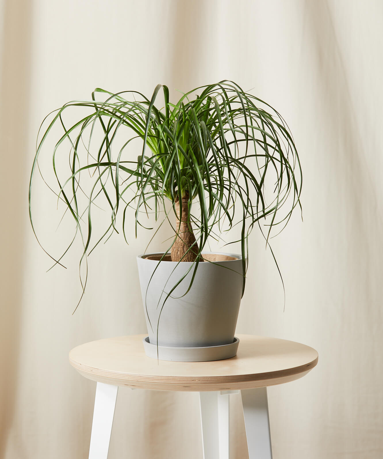 1.5 Ponytail Palm Bloomscape Cat Safe Plant Lowest Maintenance Plant Elephant Foot