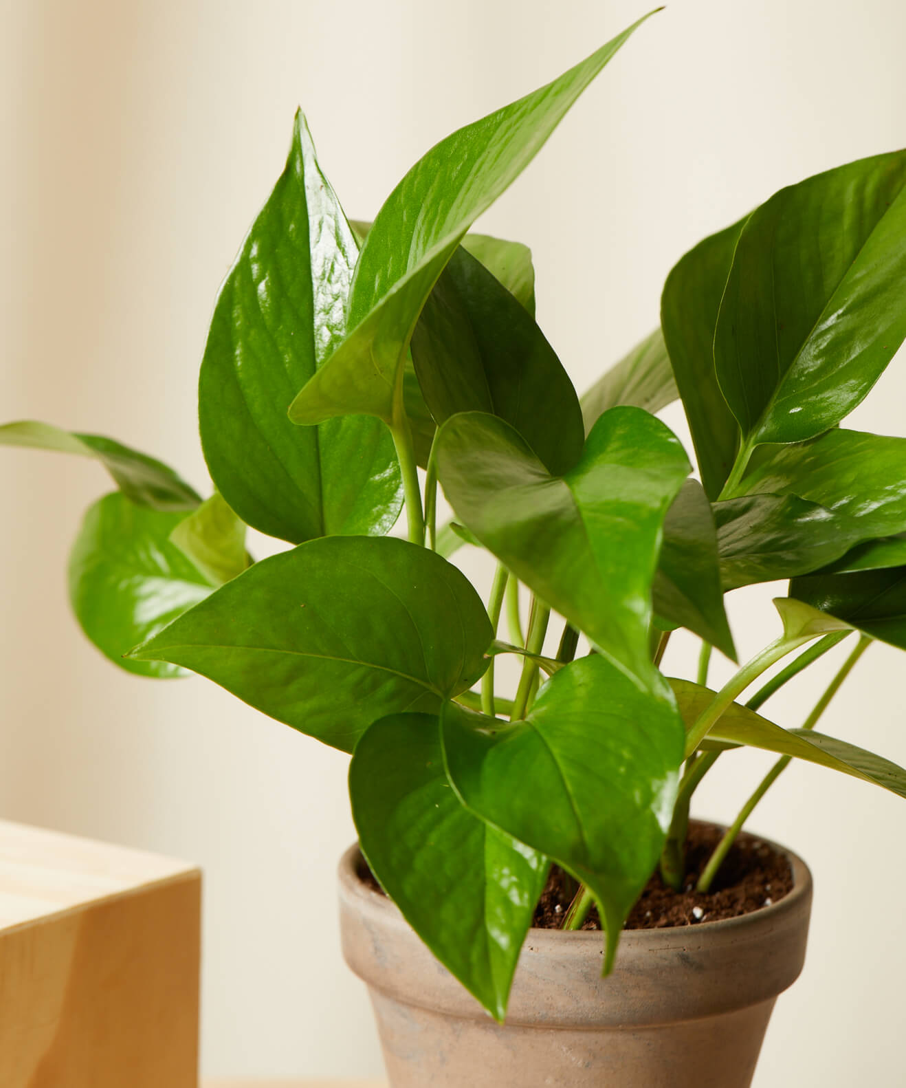 Buy Potted Pothos Collection Bloomscape