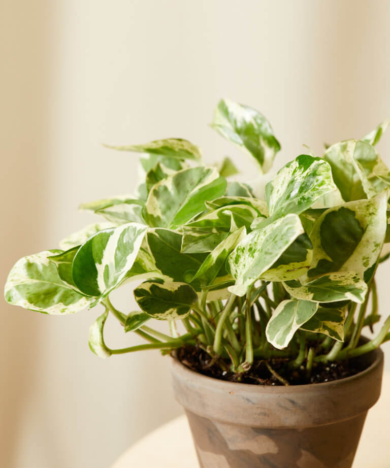 Buy Potted Pothos Collection | Bloomscape