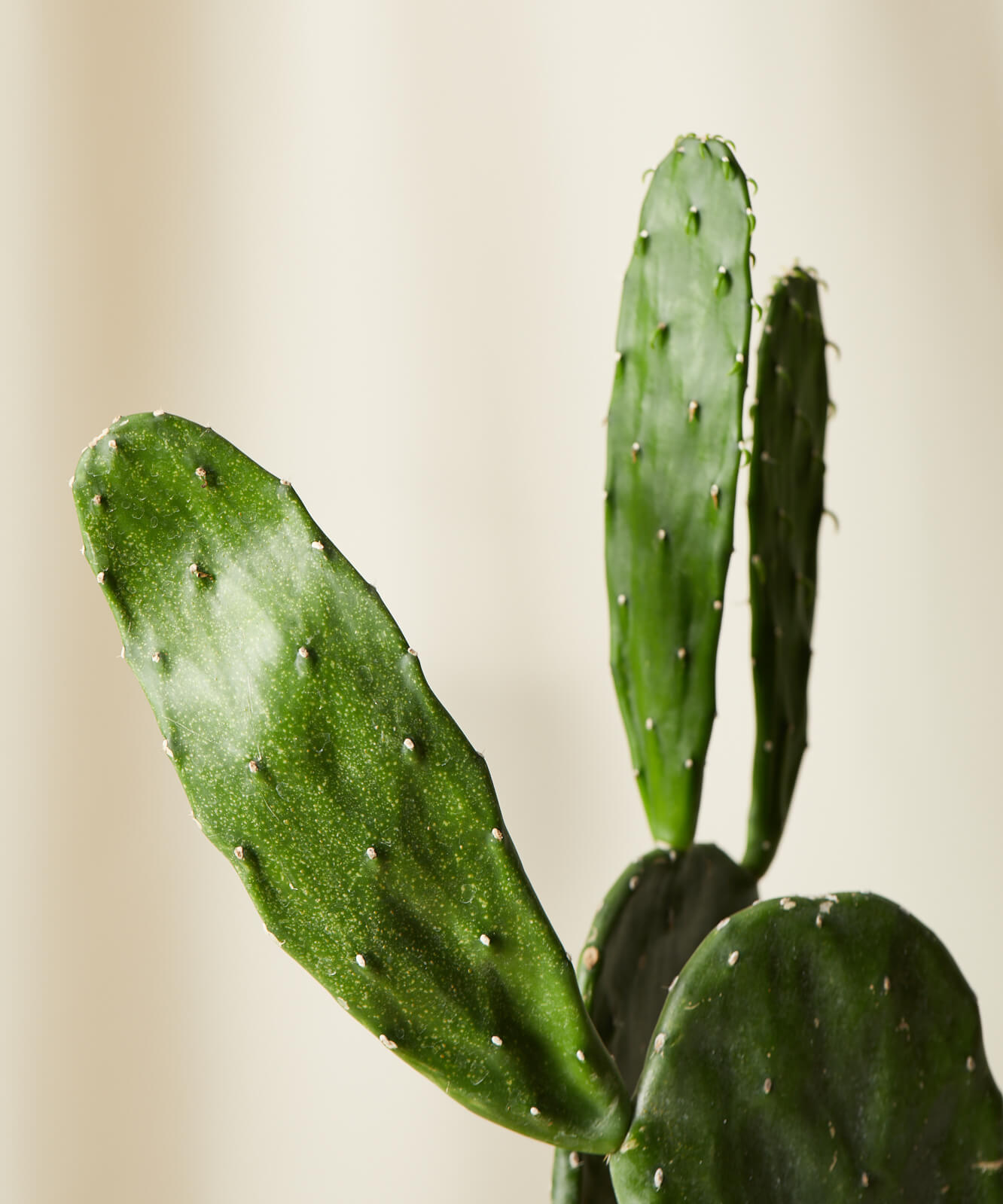 Cactus Plants: How to Grow and Care For These Prickly Greens
