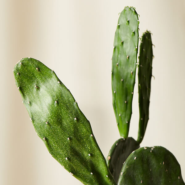 Peanut Cactus: Care and Growing Guide
