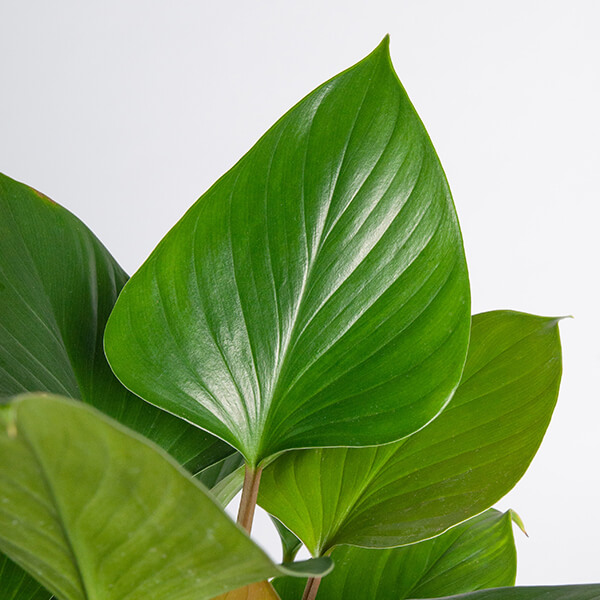 Homalomena | Plantastic