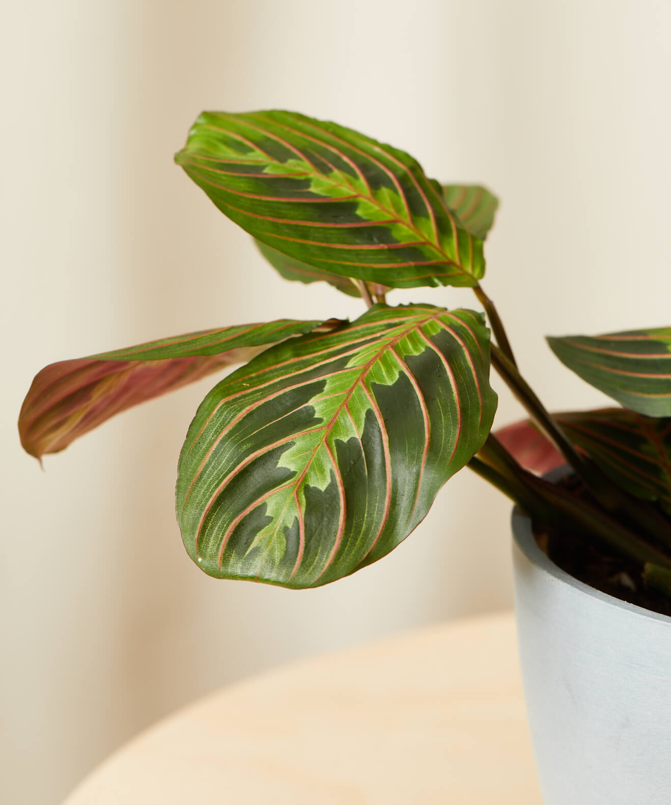 Buy Potted Red Prayer Plant (Maranta) Bloomscape