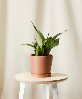 Buy Bloomscape Potted Sansevieria Moonshine