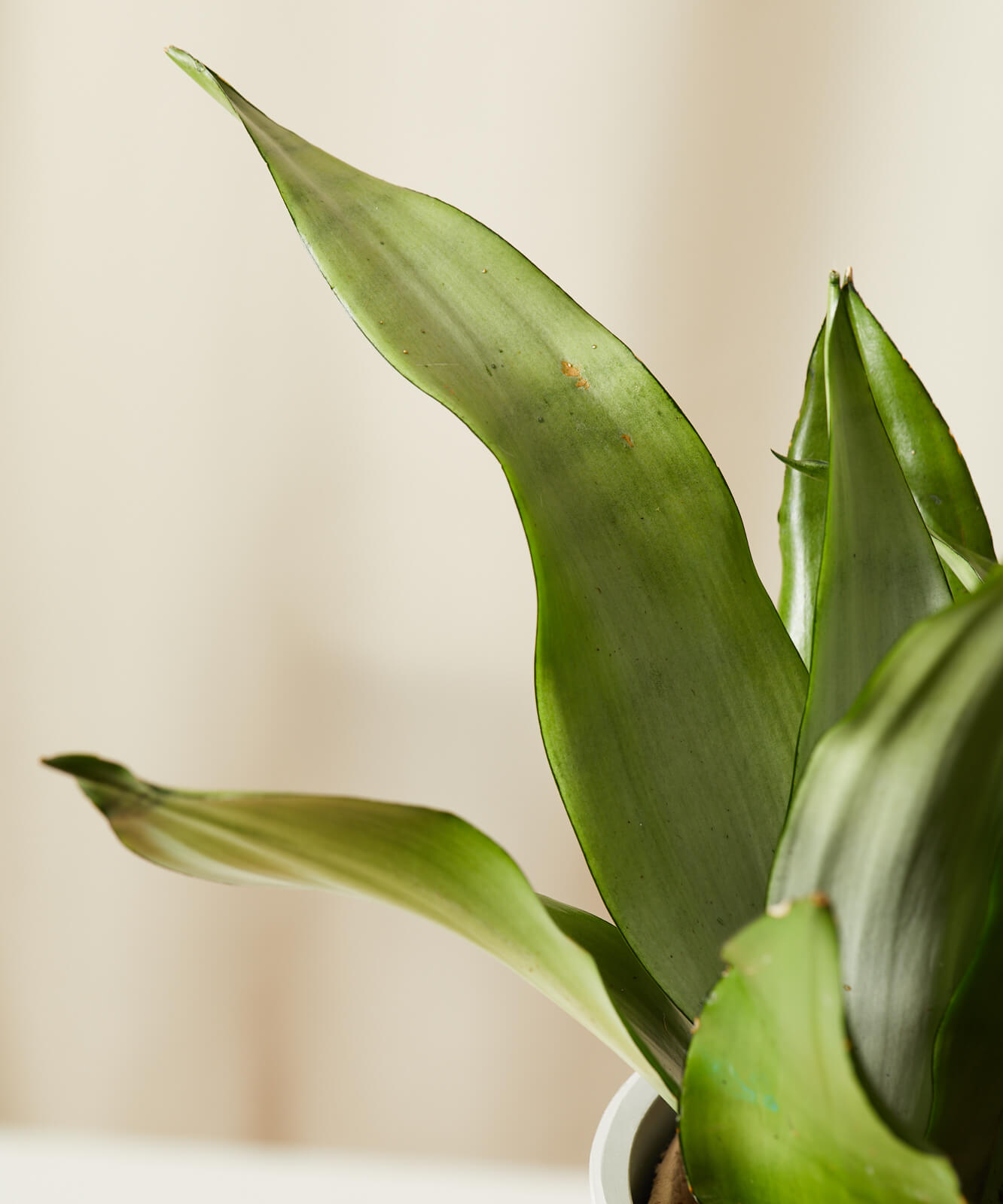 Buy Bloomscape Potted Sansevieria Moonshine
