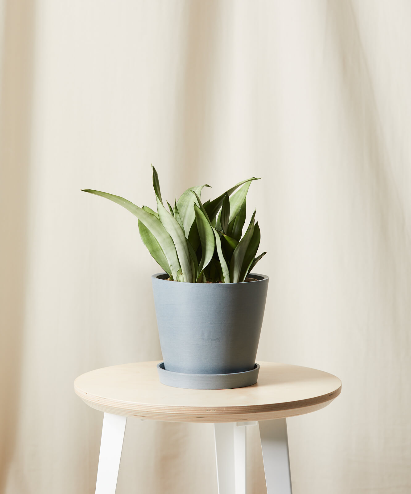 Image of Sansevieria Moonshine