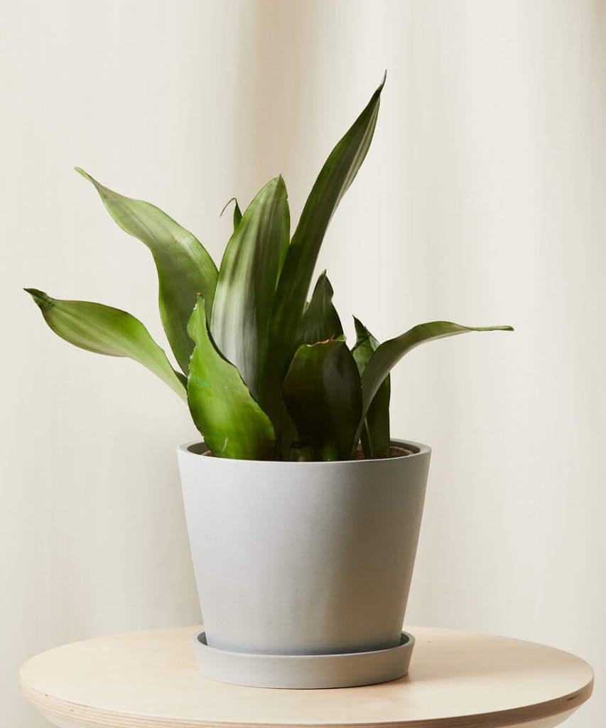 Sansevieria Moonshine with silvery-gray upright leaves
