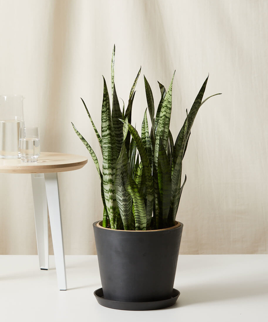 Buy Bloomscape Potted Sansevieria Buy Bloomscape Potted Sansevieria
