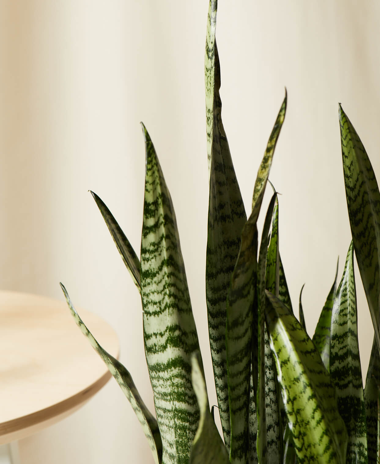 Snake Plant Leaves Turning Yellow