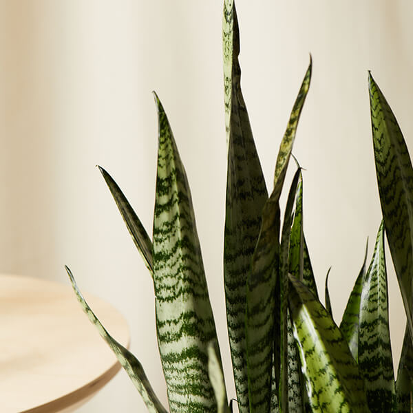 Buy 3 Foot Potted Snake Plant Sansevieria Bloomscape