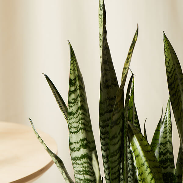 Sansevieria