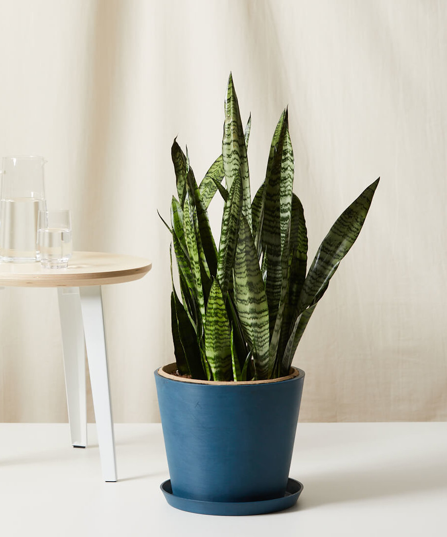 Image of Sansevieria -  Indigo