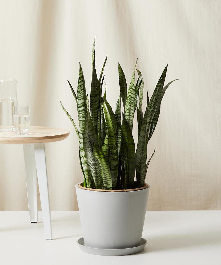 Buy 3-Foot Potted Snake Plant (Sansevieria) - Bloomscape