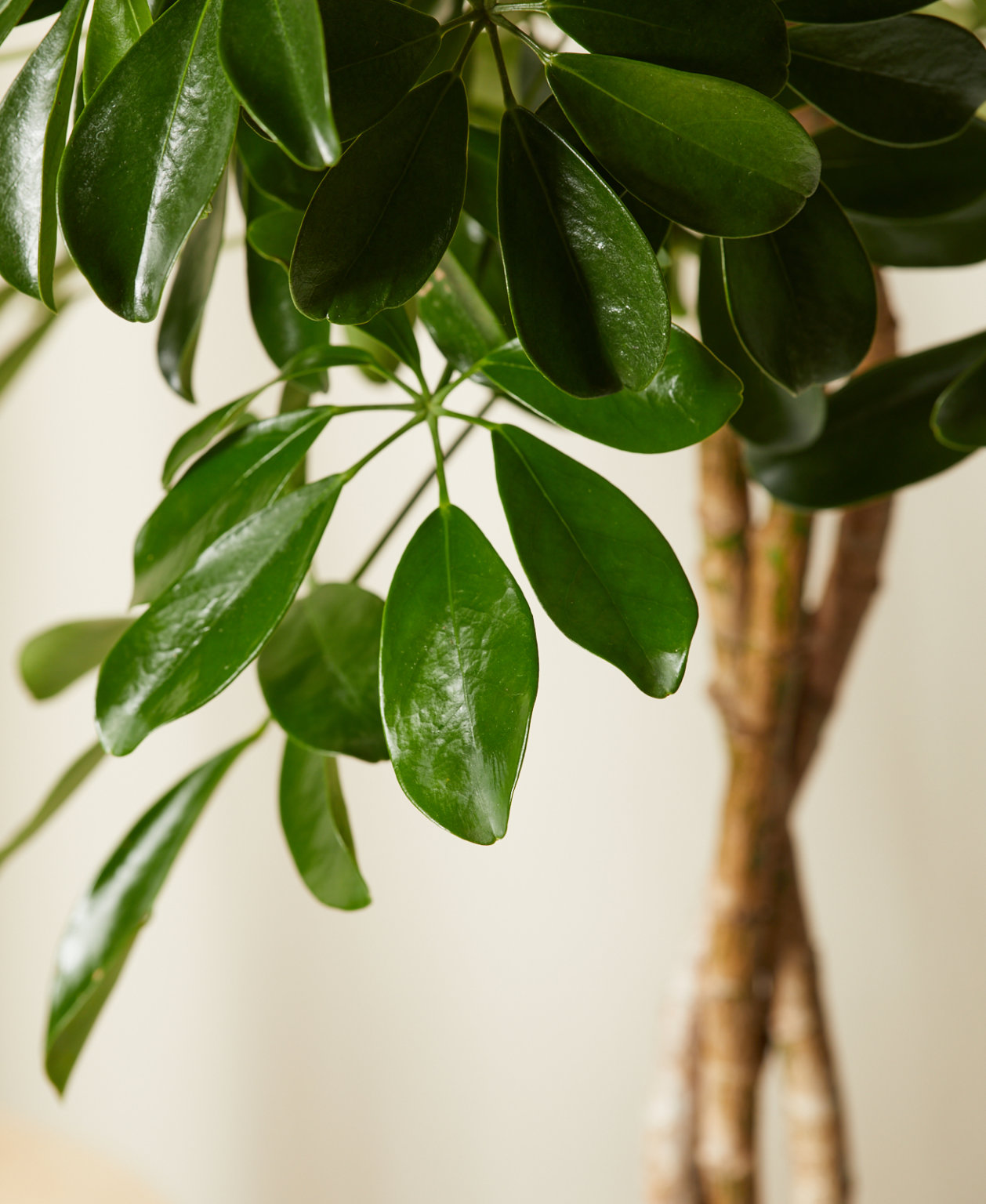 Buy Potted Schefflera Arboricola Indoor Plant Bloomscape