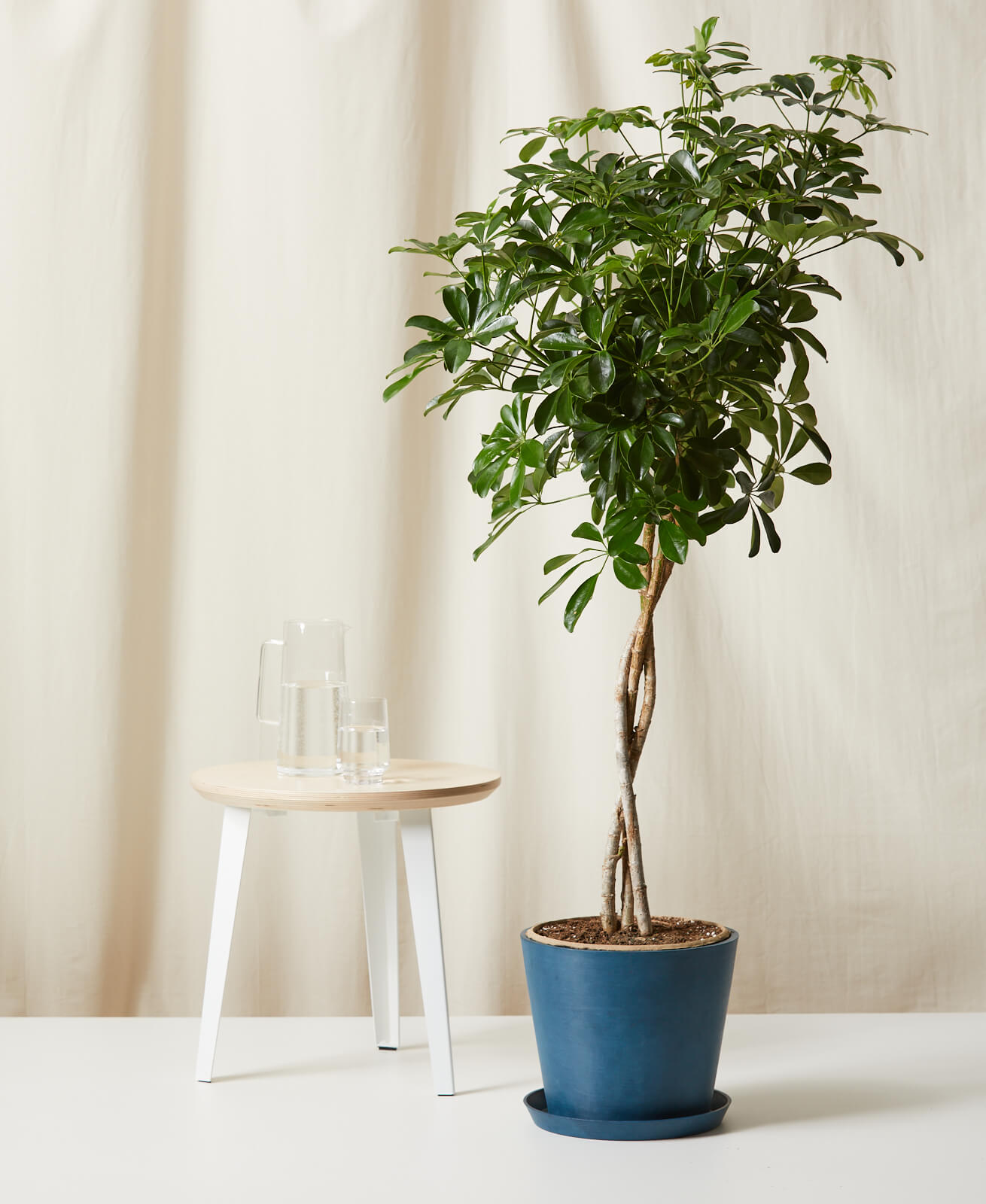 Buy Potted Schefflera Arboricola Indoor Plant Bloomscape