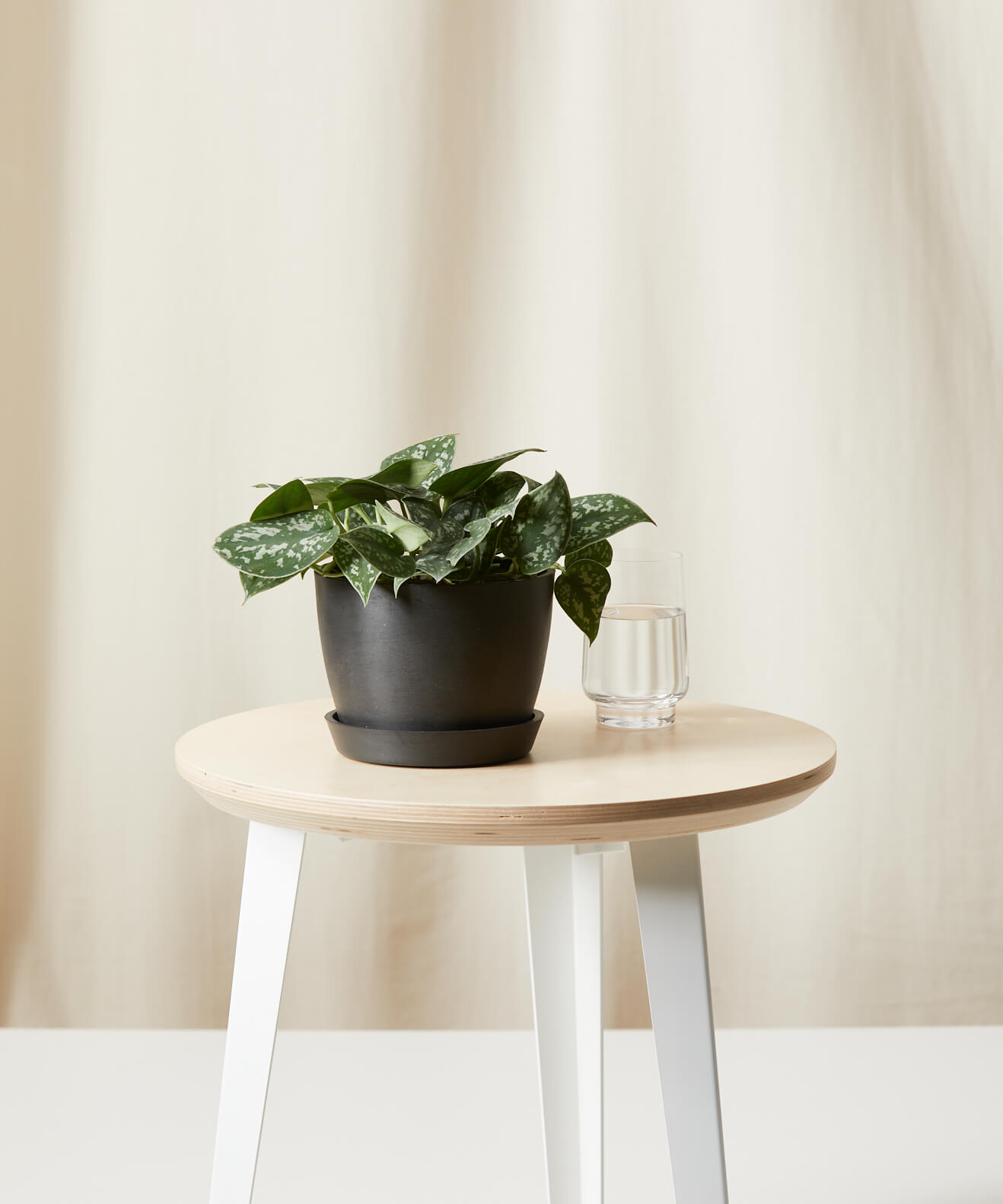 Silver Pothos