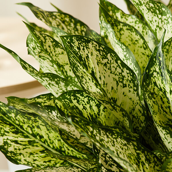 Aglaonema Care