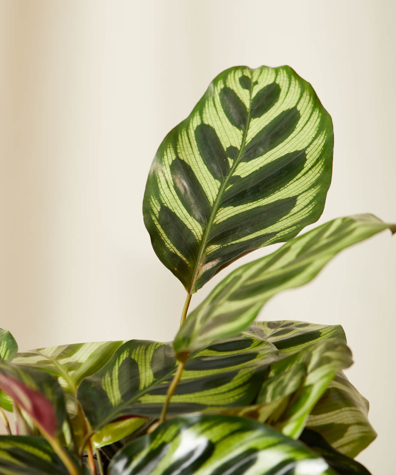 Buy Bloomscape Potted Calathea Peacock