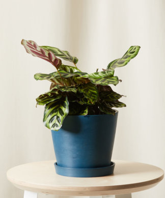 Buy Bloomscape Potted Calathea Peacock