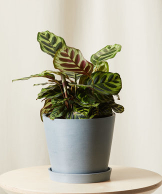 Buy Bloomscape Potted Calathea Peacock