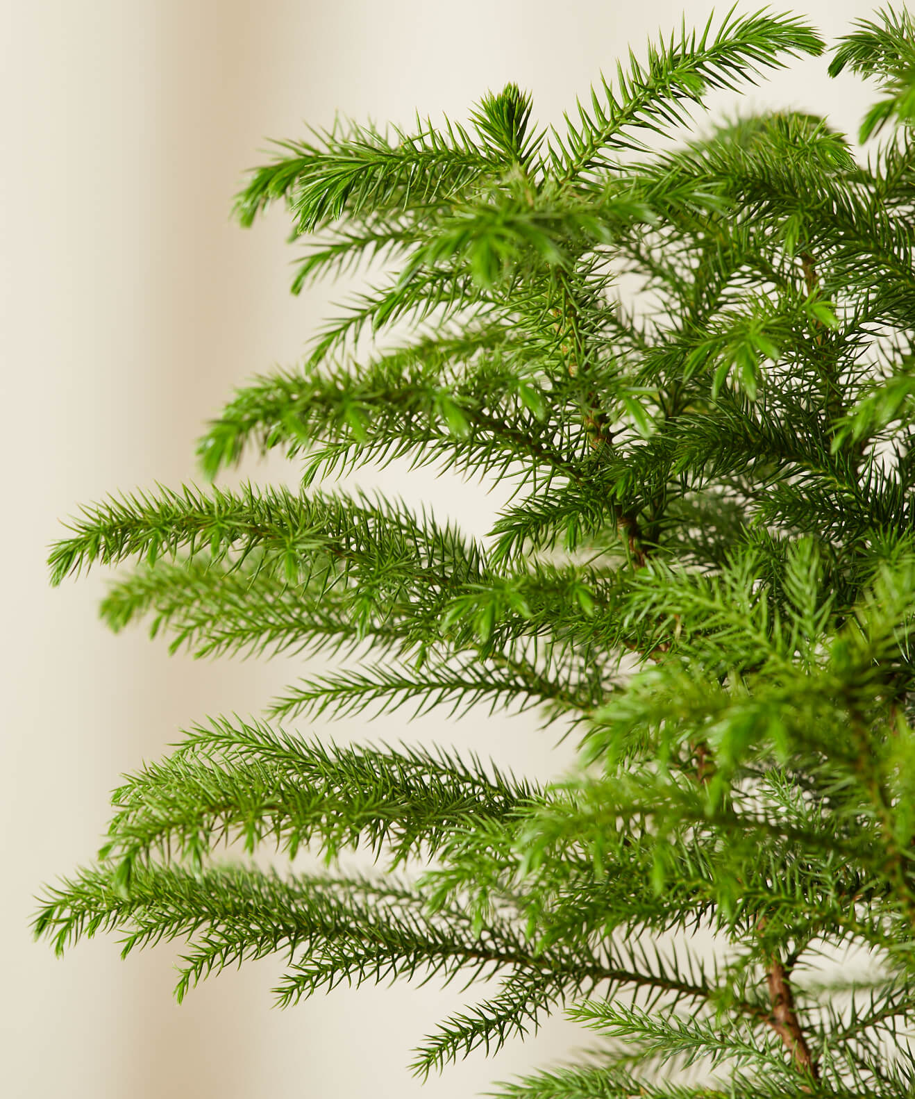 Buy Potted Norfolk Pine Indoor Plant | Bloomscape