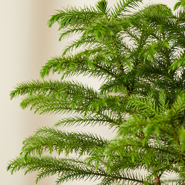 Norfolk Pine Care