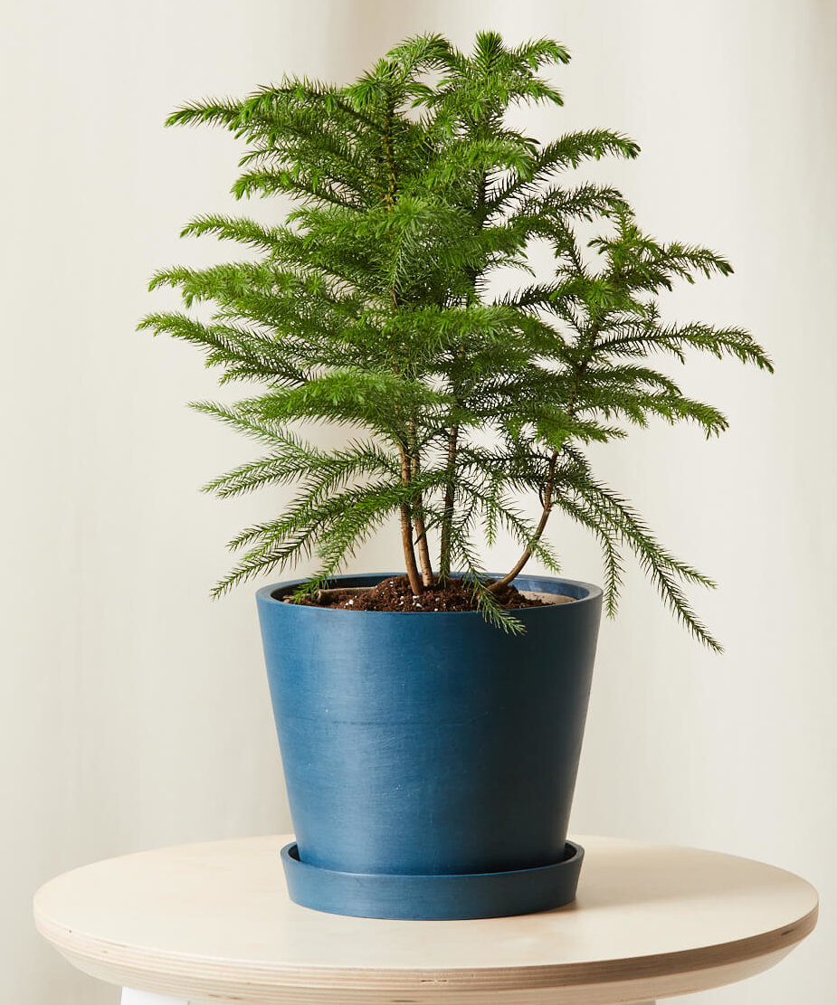Buy Bloomscape Potted Tabletop Norfolk Pine Buy Bloomscape Potted Tabletop Norfolk Pine