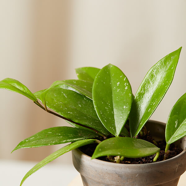 Hoya indoor plant care