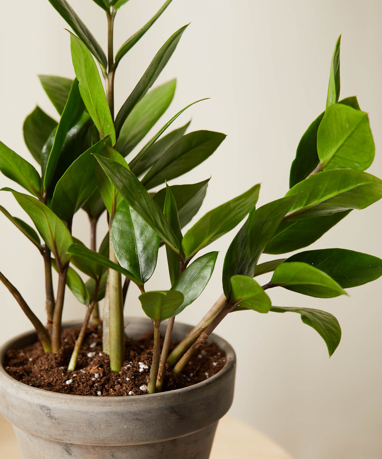 ZZ Plant 101: How to Care for ZZ Plants | Bloomscape