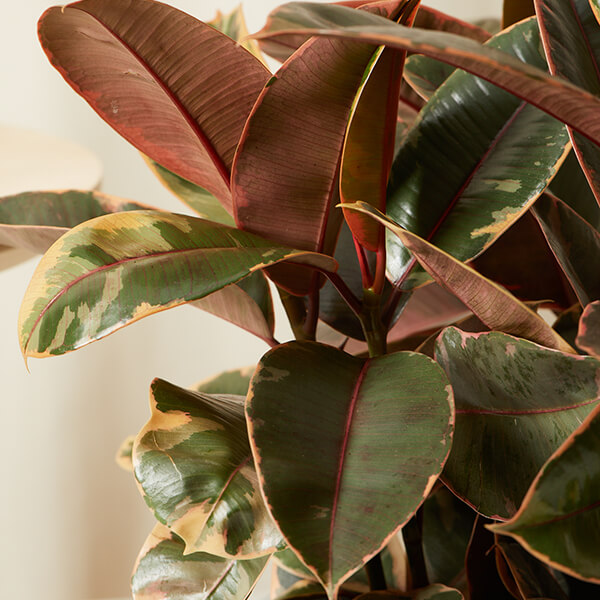 Ficus Care