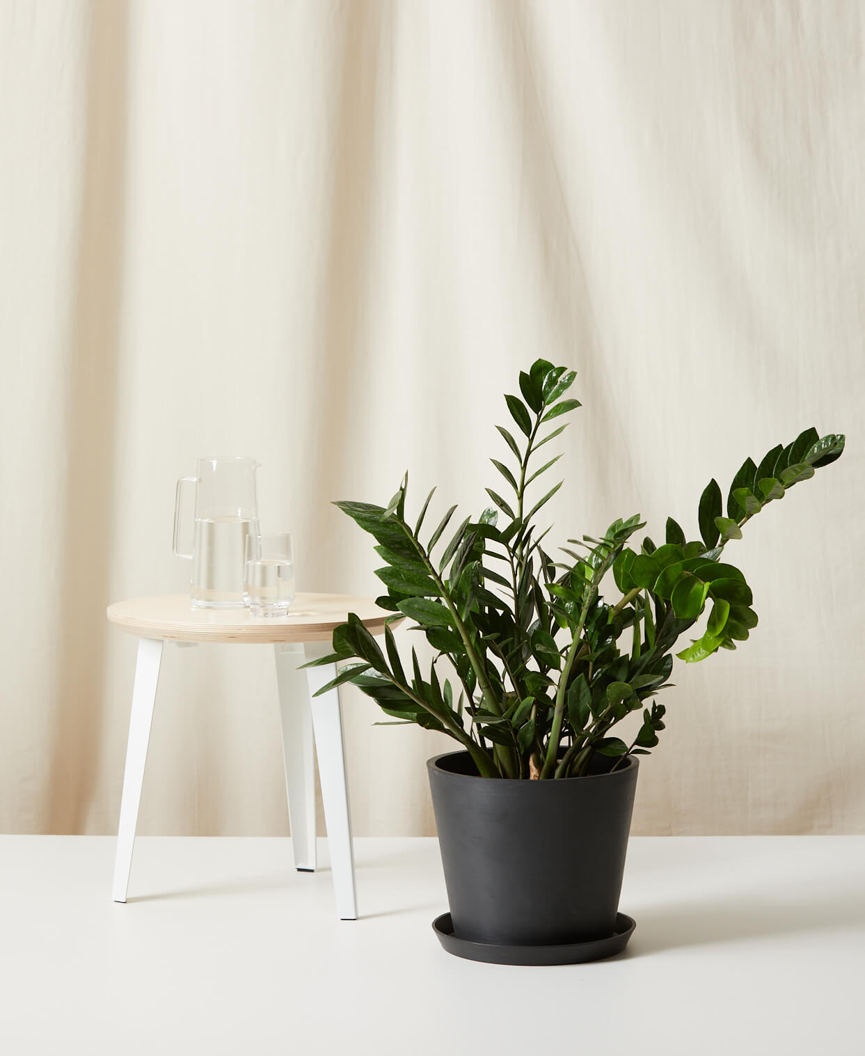 bloomscape_zz-plant_charcoal