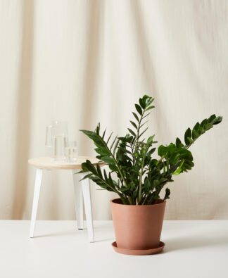 Sansevieria Zeylanica