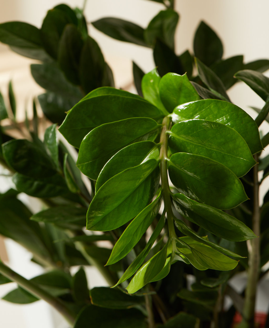 Buy Potted ZZ Plant Indoor Plant Bloomscape