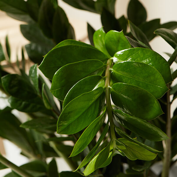 Zz Plant Care Guide Bloomscape Zz Plant Care Guide Bloomscape