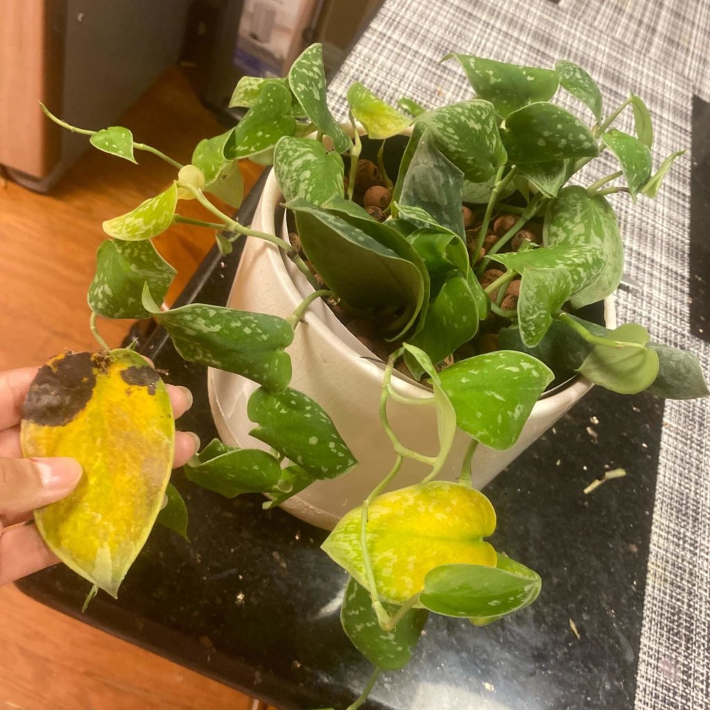 https://bloomscape.com/wp-content/uploads/2020/08/photo-requests-sign-1-scaled-e1596576758459-1024x1024.jpg?utm_source=chatgpt.com