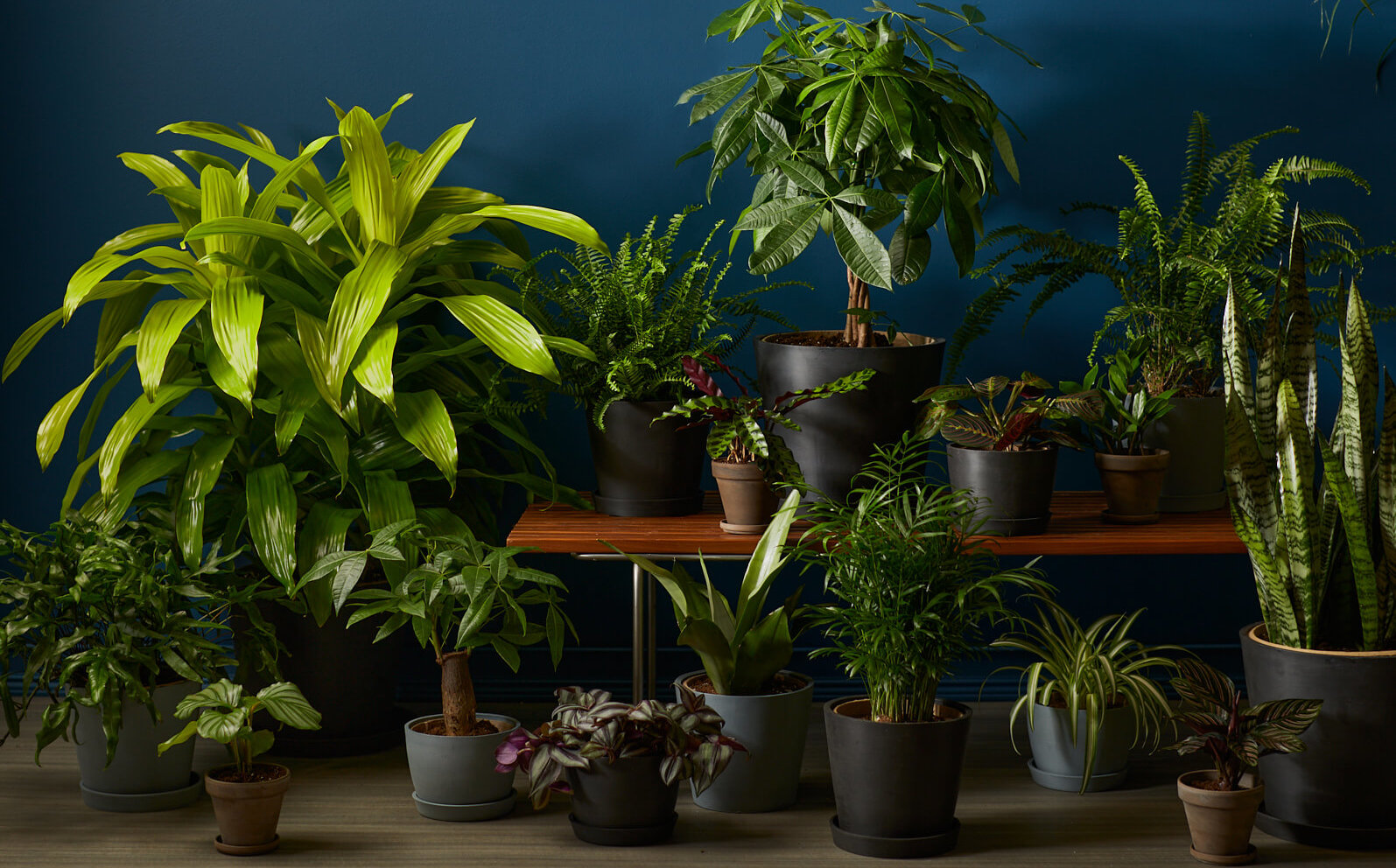 Best low-light indoor plants