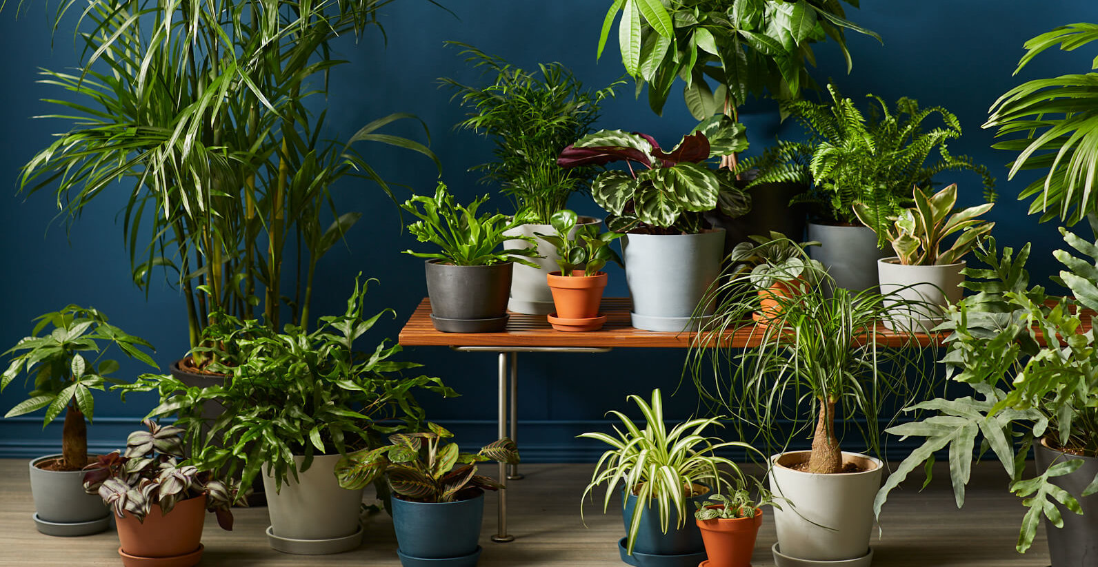 Pet-Friendly Indoor Plants | Bloomscape