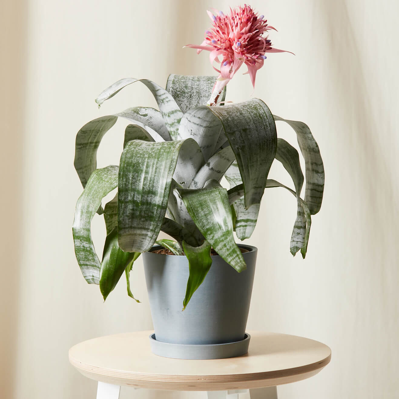 videnskabsmand arm Anzai Buy Potted Bromeliad Aechmea Pink Indoor Plant | Bloomscape