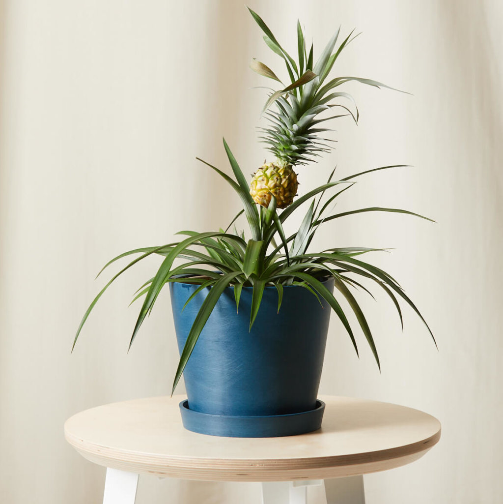 15 PetFriendly Plants Safe for Cats and Dogs Bloomscape