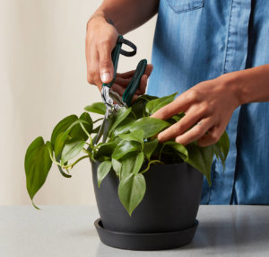 Summer Care Tips To Treat Your Houseplants | Bloomscape