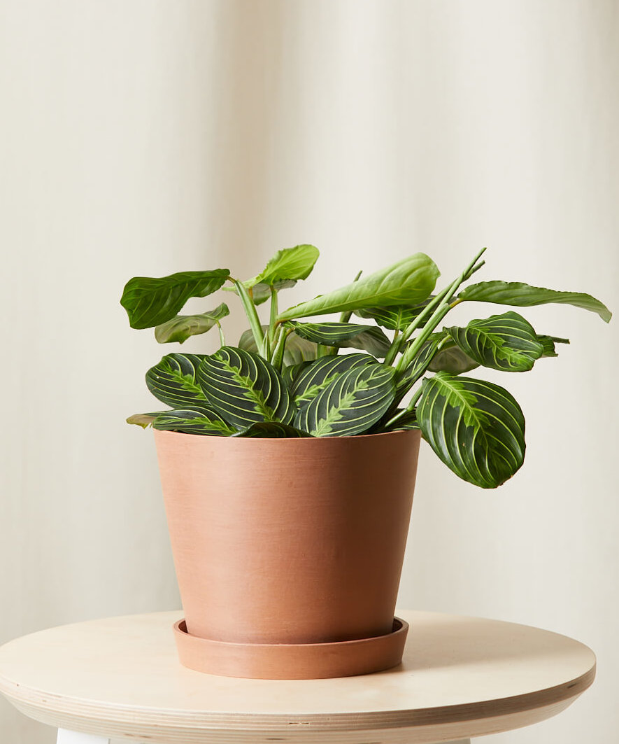 Buy Bloomscape Potted Neon Prayer Plant Buy Bloomscape Potted Neon Prayer Plant