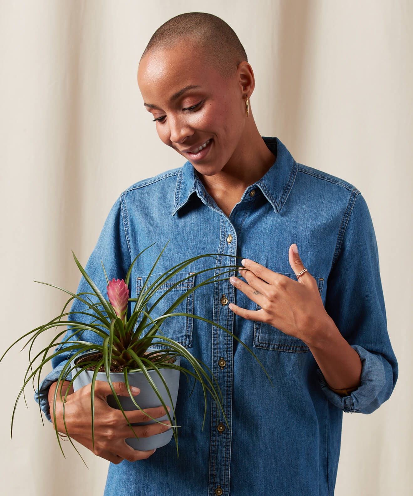 Buy Bloomscape Potted Tillandsia Summer Buy Bloomscape Potted Tillandsia Summer